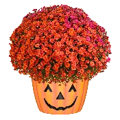 12" Pumpkin Pot Mumbo Gigi Starburst Mix