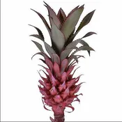 Anana Torch Mini Pineapple