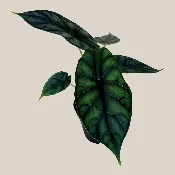 Alocasia Dragon Scale (Alocasia Baginda ‘Dragon Scale’) – 4 Inch Indoor Houseplant