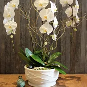 3 white phalaenopsis