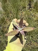 Dudleya saxosa ssp. aloides 2" Plug — Native West Nursery - California Native Plants