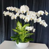 Forever Lasting Orchid Arrangment #2