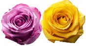 Rose Combo Box - 50 Stems