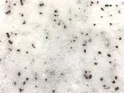 Black Truffle Sea Salt