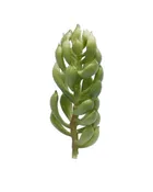 Succulent Varieties