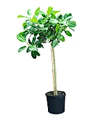 Ficus Audrey Tree