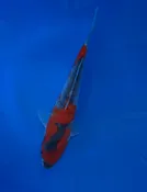 16cm Japanese imported Goshiki - Aokiya - QT-11 - 8