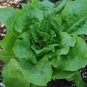 Clean and Fresh Buttercrunch Lettuce (2 Pack)
