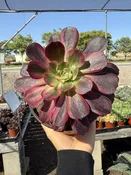 6″ Aeonium Wedding Dress