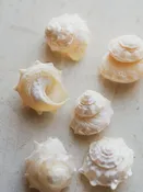 1.25" Spurred Turban Shell, NA109