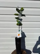1 Gallon Fukushu kumquat