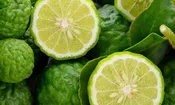 Bergamot BF