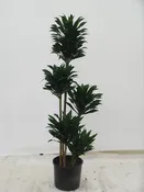 10" Dracaena Janet Craig Compacta