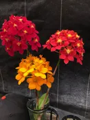 Assorted Epidendrum Bareroot Special