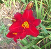 Chicago Apache — Hillsdale Lily Garden