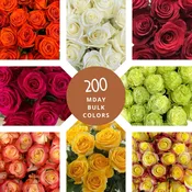 200 Choose Your Colors Bulk Roses - Mother's Day Wholesale