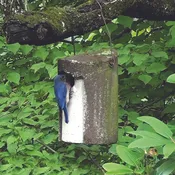 1 1/2 Inch Tree Trunk Birdhouse