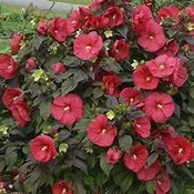 Hibiscus Moscheutos ‘vintage wine”‘”