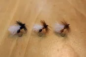 Arrick’s Flying Ant