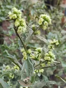 Baccharis glomeruliflora (Bunch-flowered Groundselbush)