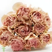 Blush Champagne Specialty Creola Carnations
