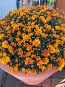 12" Bronze/Orange Mum Patio Pot