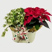 Poinsettia Pothos Planter