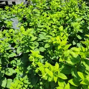 Solidago sphacelata 'Golden Fleece' (Autumn Goldenrod) Unity Grown