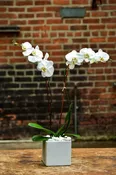 Double Stem White Orchid