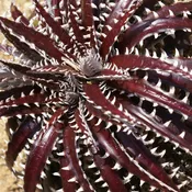 Dyckia hyb. ‘Brittle Star’