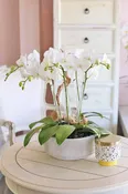 Angelic Orchids