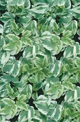 Aegopodium-Variegatum 1C