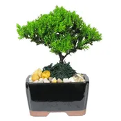 4″ Ceramic Japanese Juniper Bonsai