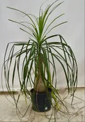 10" Beaucarnia