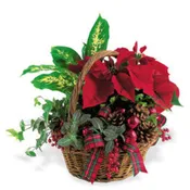 Christmas Garden