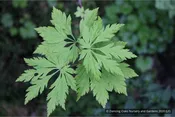Acer circinatum 'Monroe', Cutleaf Vine Maple