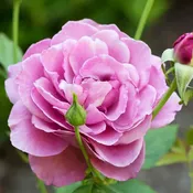 Heirloom Rose – Tree Form