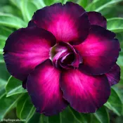 Adenium Purple Plum, Desert Rose, Grafted