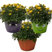 Berkshire Pot Covers for 8-Inch Mums