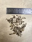 Trident Maple Seeds