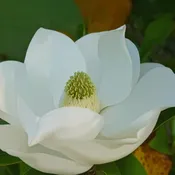 Alta