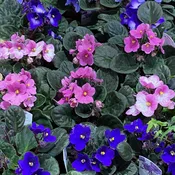 AFRICAN VIOLETS