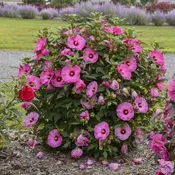 ‘Candy Crush’ Hibiscus