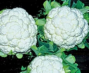 Absolute Cauliflower (Treated Seed)