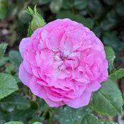 Orchid Romance™ Potted Tree Rose
