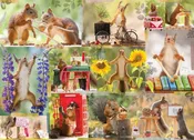 Gettin Squirrelly 1000 piece Puzzle