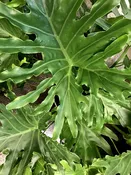 Philodendron Lickety Split — Sunset Blvd Nursery