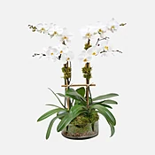 4-Stem Phalaenopsis in Glass