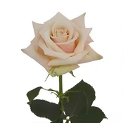 Beige Sahara Roses