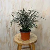 False Aralia 6” pot — Urban Planting Cleveland